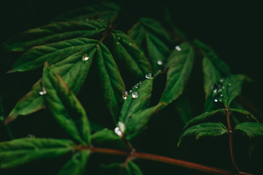 Herbal Drops Boost Energy Naturally